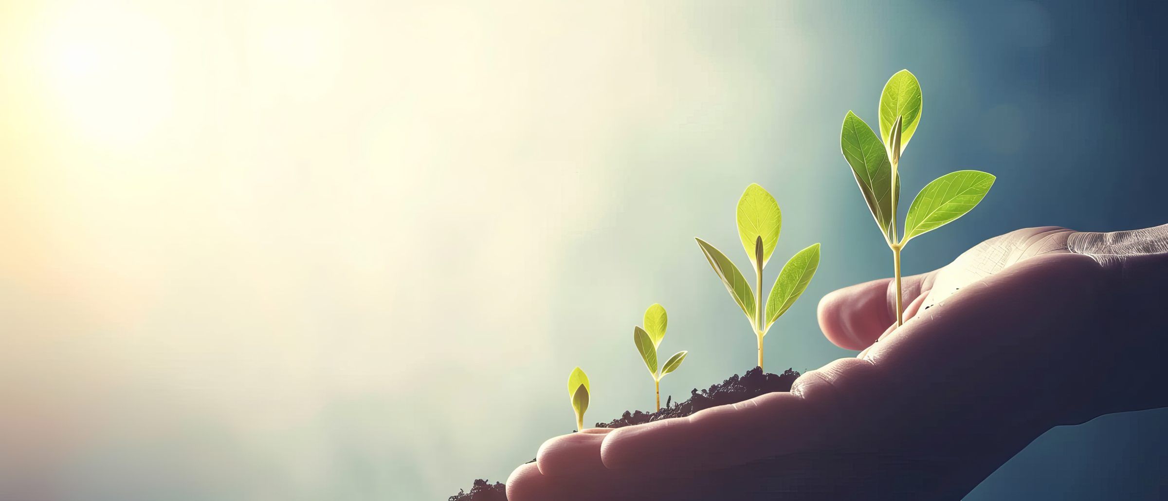 Young seedlings growing from soil held in an open hand